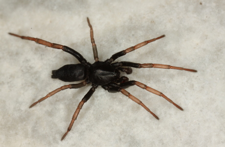 Orangebeinige Plattbauchspinne (Trachyzelotes pedestris ) - © Christian Komposch